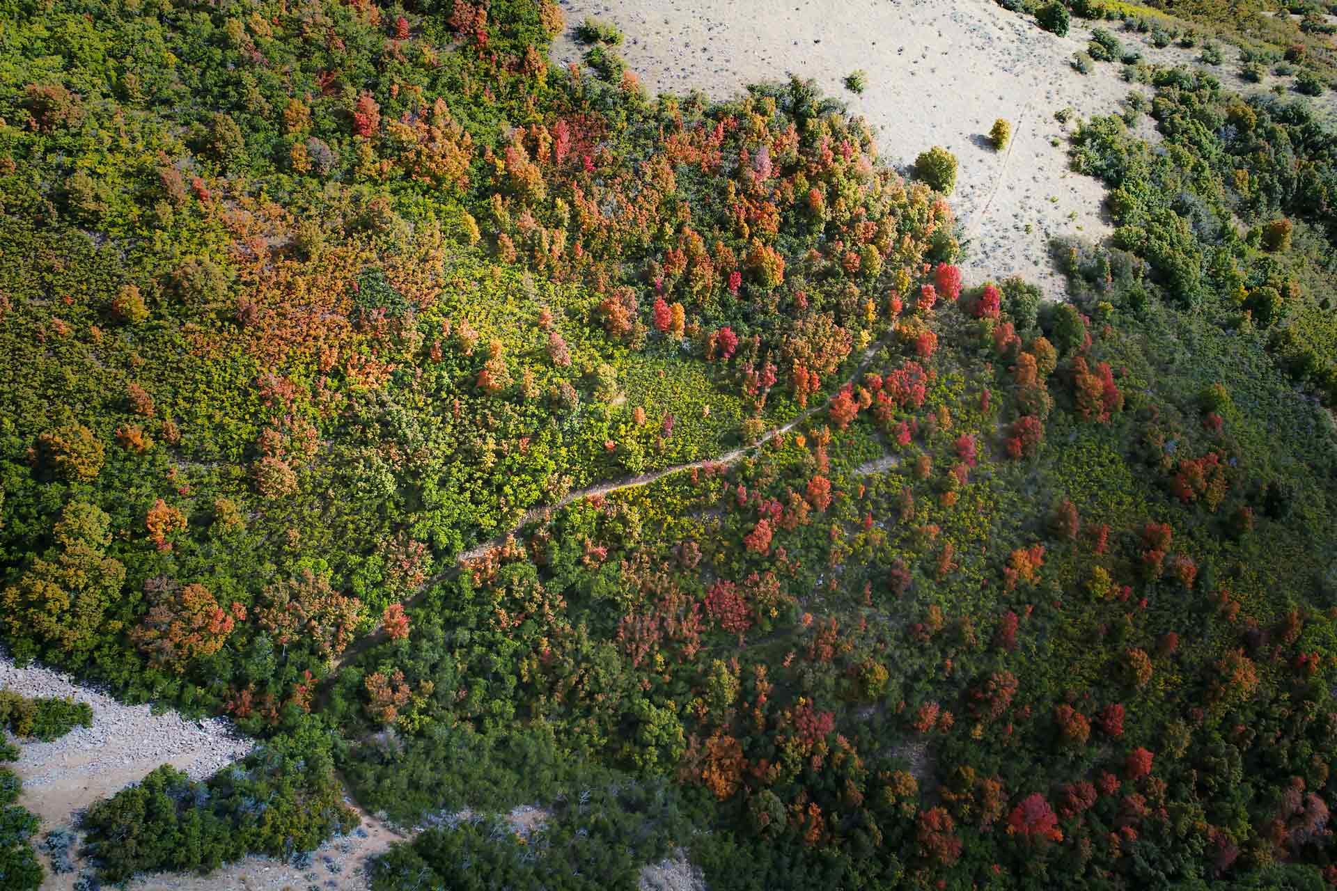 Overhead view looking straight down over fall forest