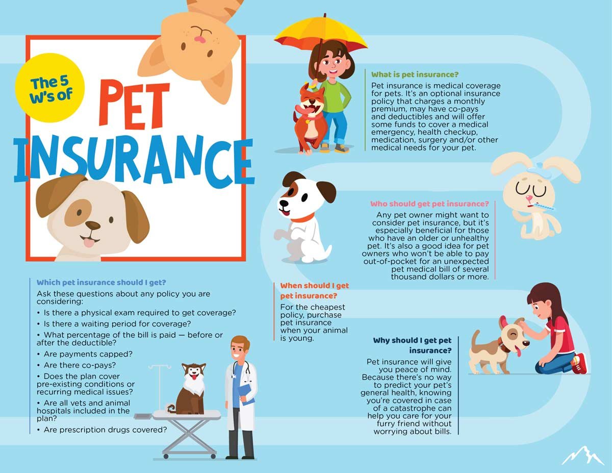 A Guide to Pet Insurance