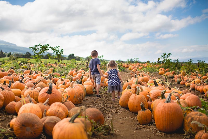 Kids in walking in pumpkin field