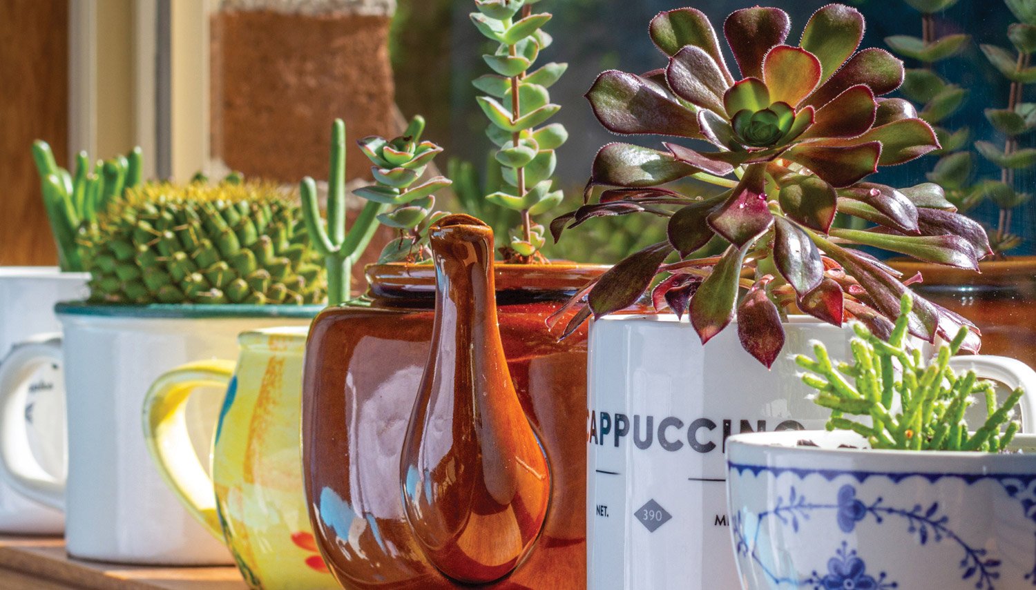 Small house plants and succulents lined up in a windowsill, each planted in a coffee mug or teapot used as an upcycled pot.